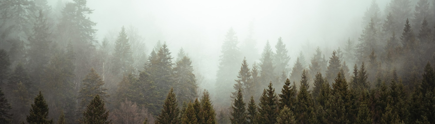 mystisches Waldviertel - Wald umgeben von Nebel